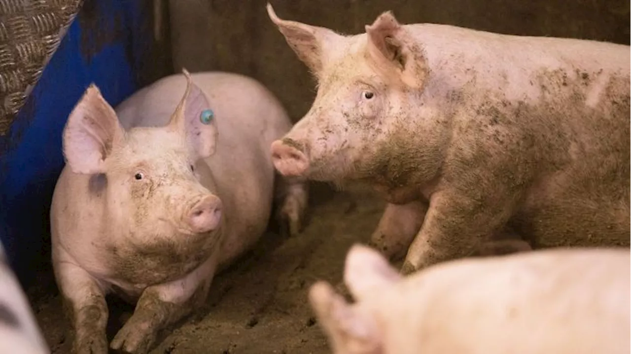 Maul- und Klauenseuche in Brandenburg: Ein Schlaglicht auf die Schwächen der Agrarwirtschaft