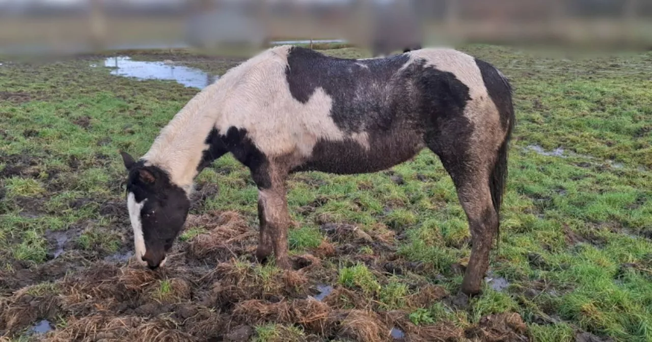 Paarden uit modderpoel gered: 'Dit neigt naar mishandeling'