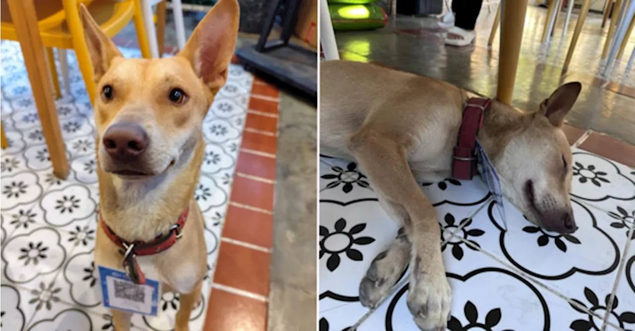 'Forgive Him If He's Napping' — Rescued Epileptic Dog Working As Bistro Cashier Goes Viral