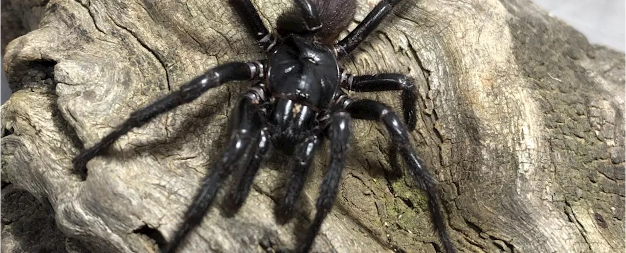 Three Species of Funnel-Web Spiders Discovered in Australia