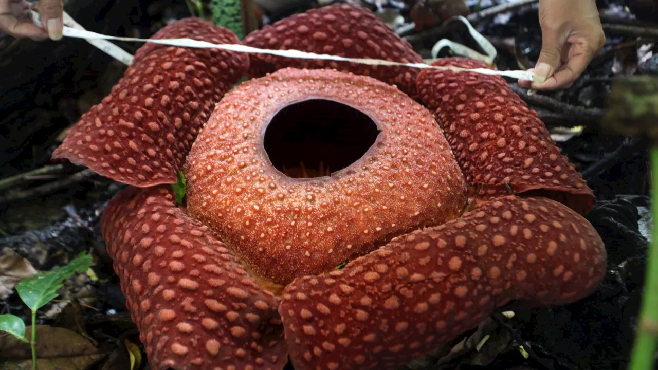 Rare and Massive Corpse Flower Set to Bloom in Sydney's CBD