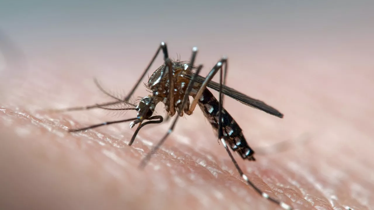 Two Mosquito-Borne Diseases Detected in Townsville for First Time in Years