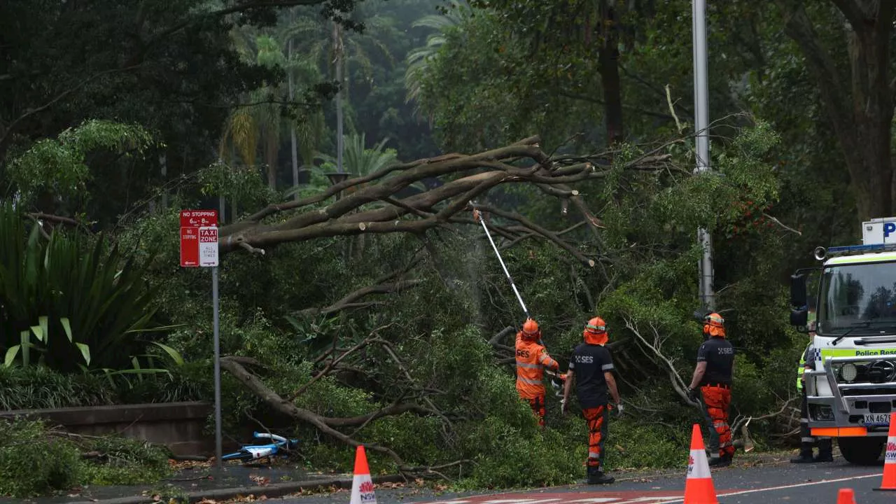 Two people crushed by tree as damaging winds batter NSW