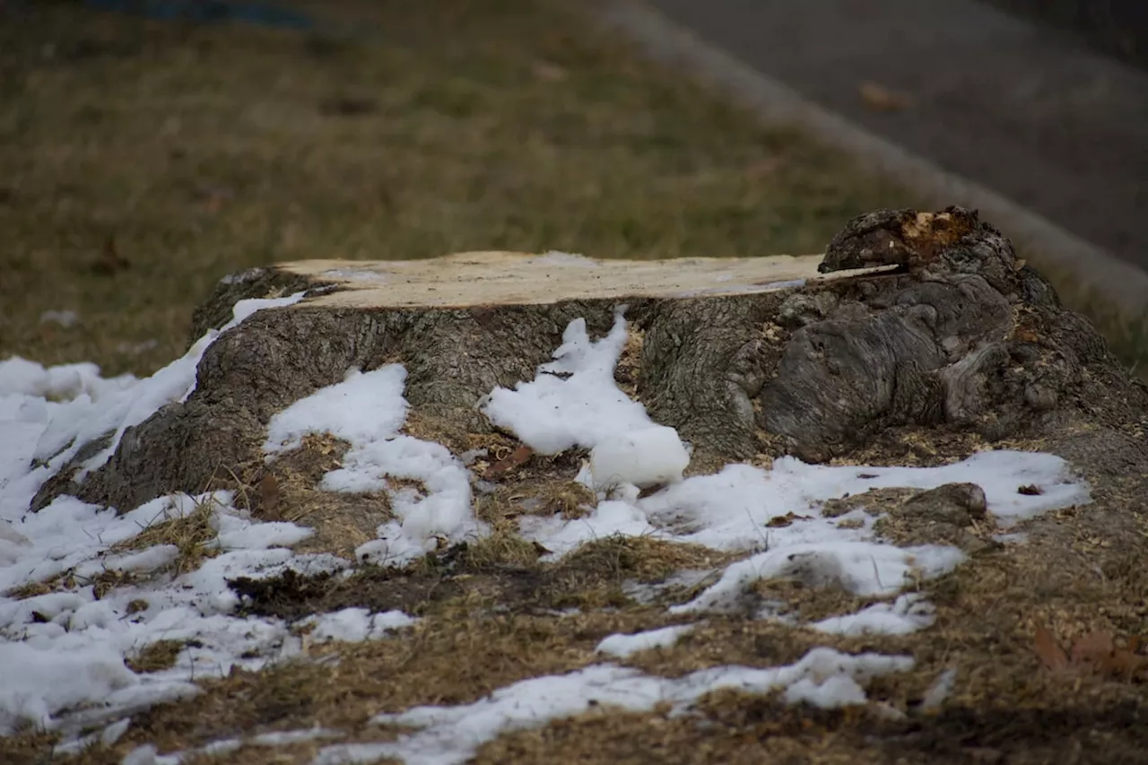 Logan Residents Lament Sudden Removal of Maples Near Schools