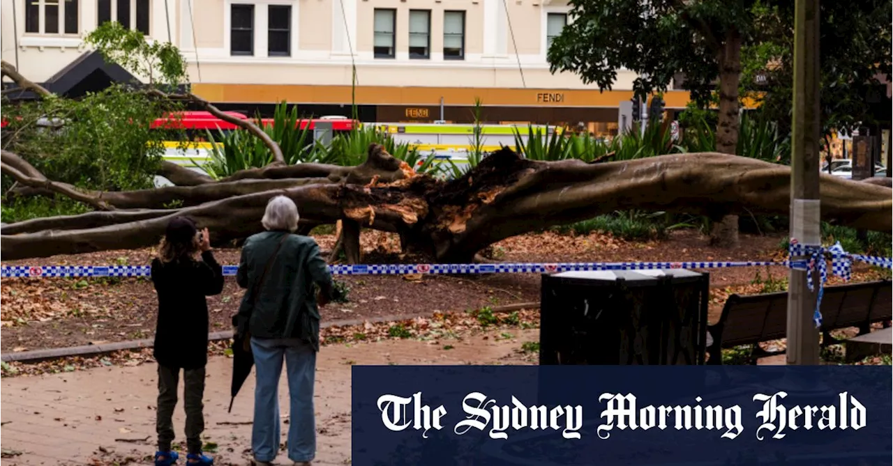 Strong Winds Ravage Sydney, Leaving Thousands Without Power