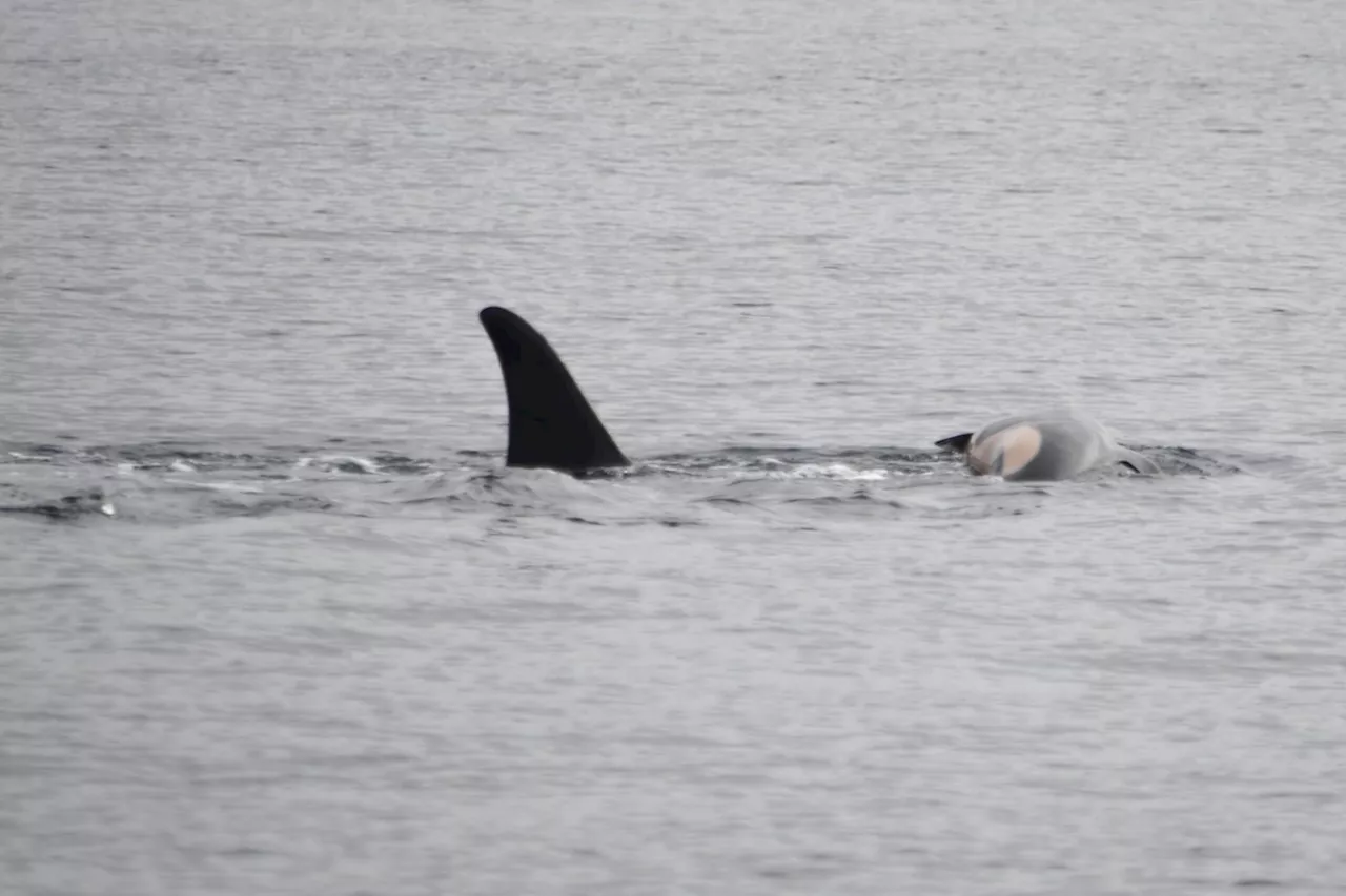 Grieving Mother Killer Whale Seen Carrying Calf's Remains