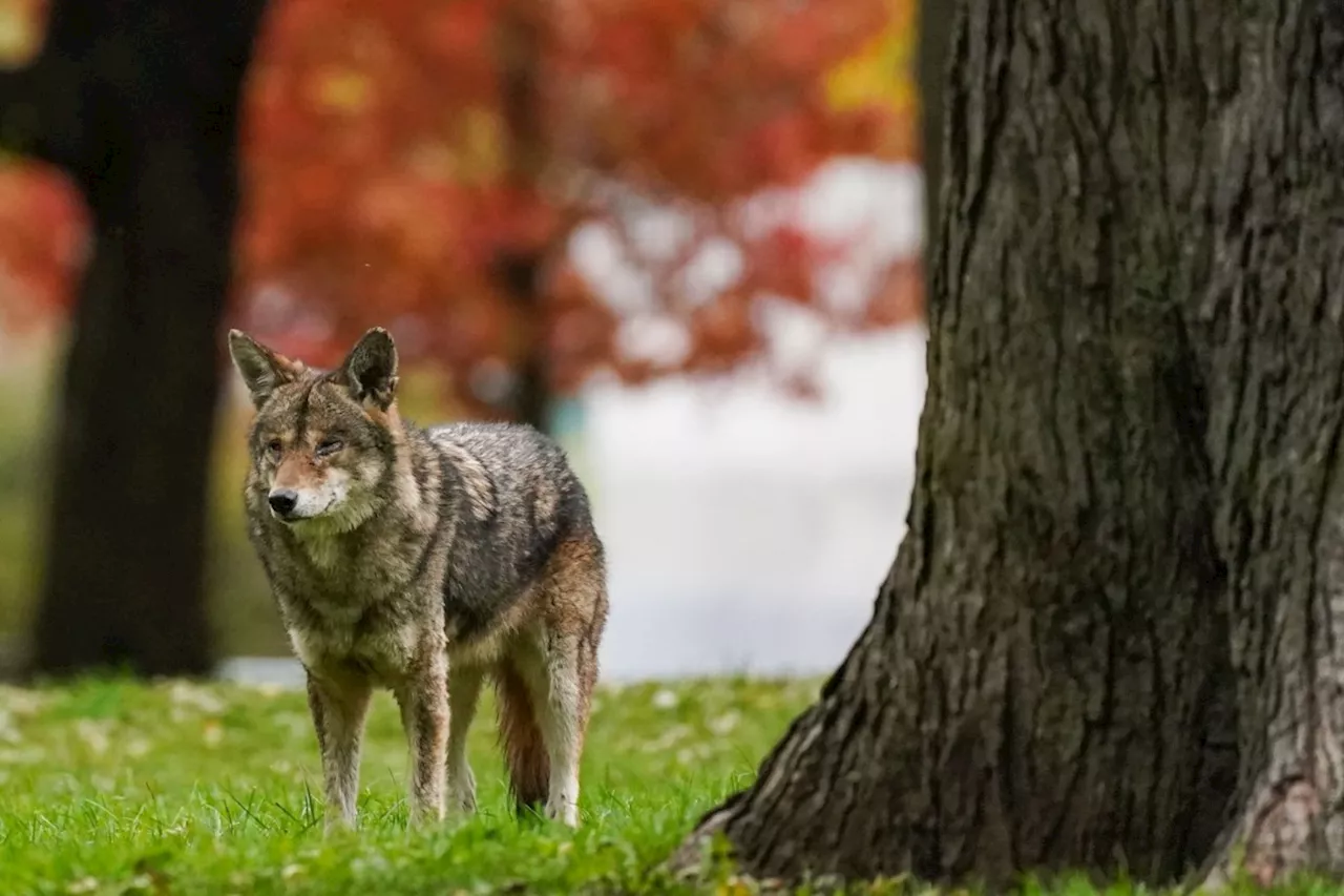 Toronto conserving rabies vaccine supply due to provincial shortage