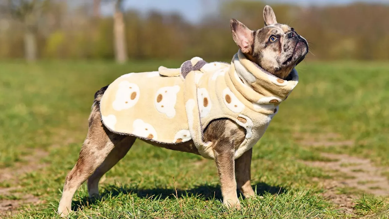 Die Vorteile eines Dry Cape für Ihren Hund