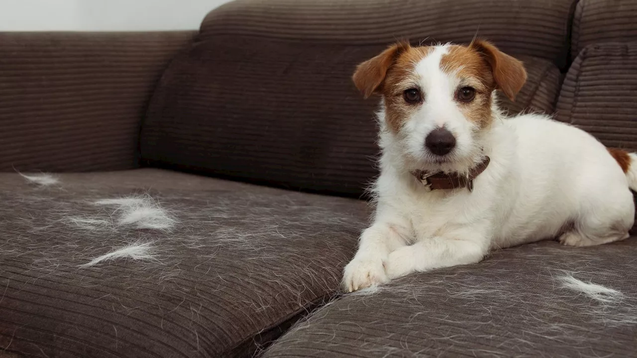 So entfernen Sie hartnäckige Hundehaare effektiv