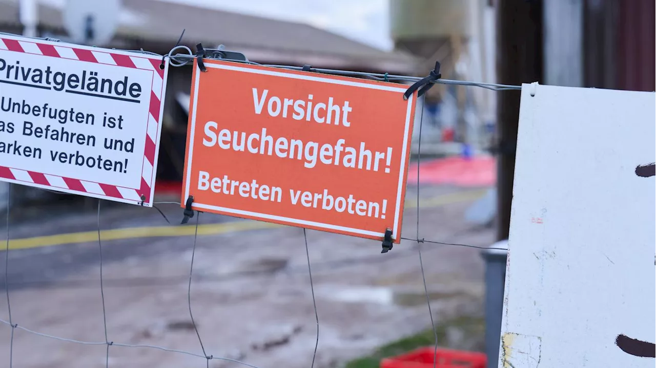 Maul- und Klauenseuche: Verdacht auf weitere Fälle in Brandenburg