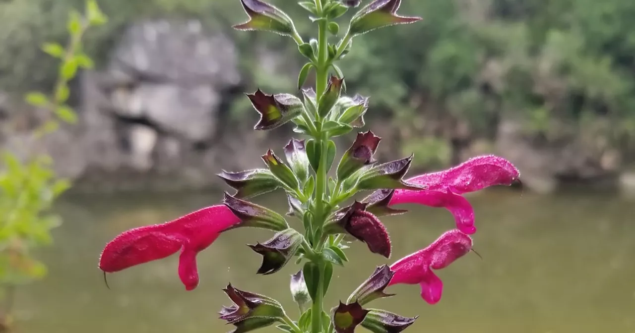 Texas wildflower proposed for endangered species protection