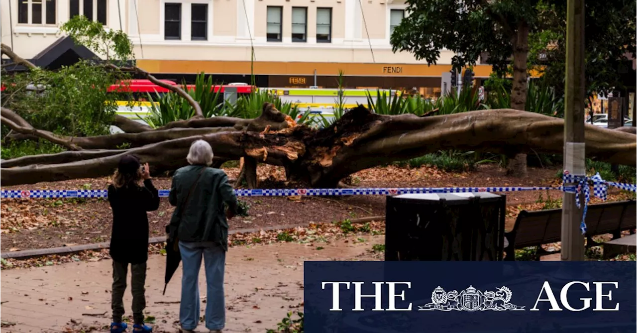 Sydney Battered by Strong Winds, Leaving Thousands Without Power