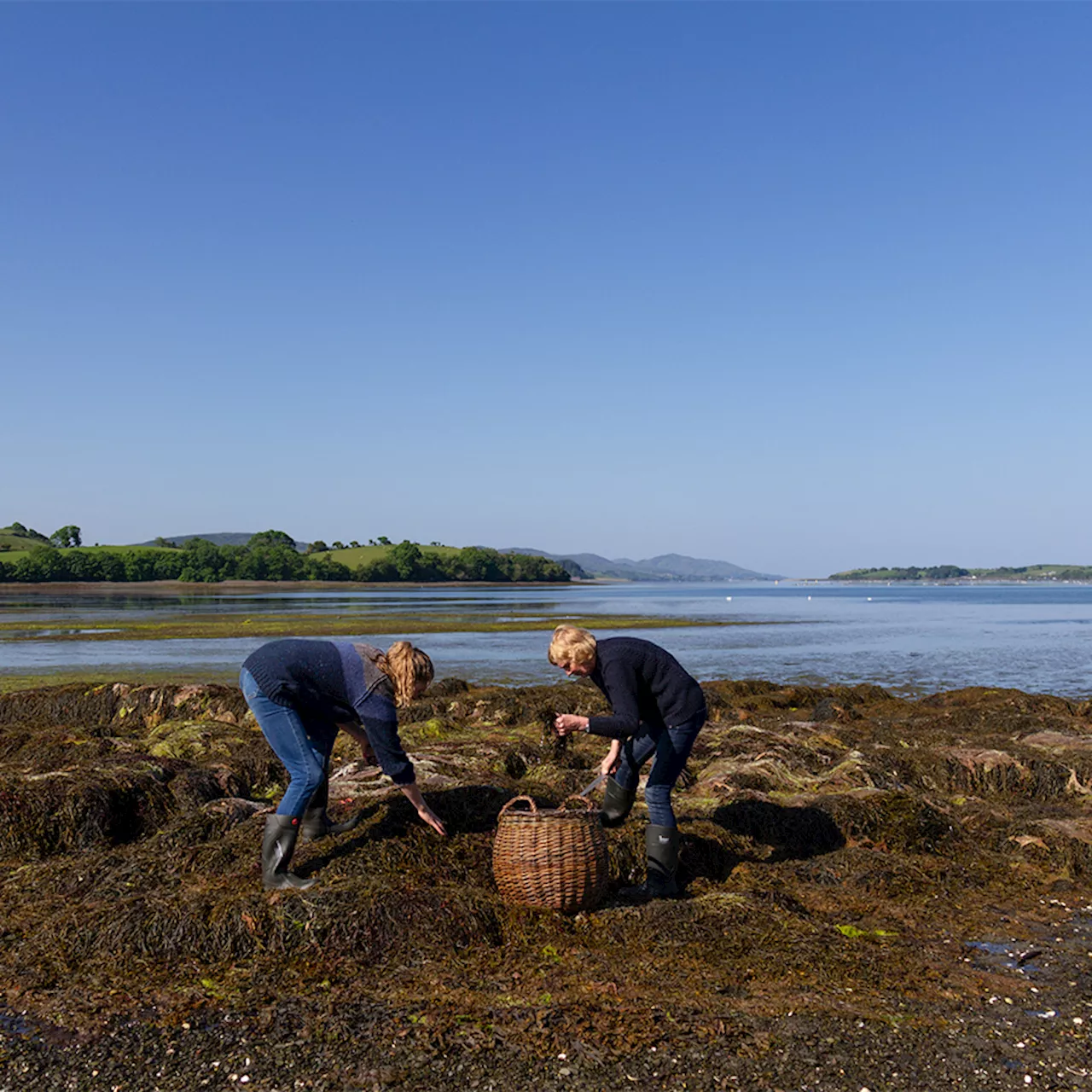 Irish Seaweed Skincare: A Natural and Sustainable Beauty Secret