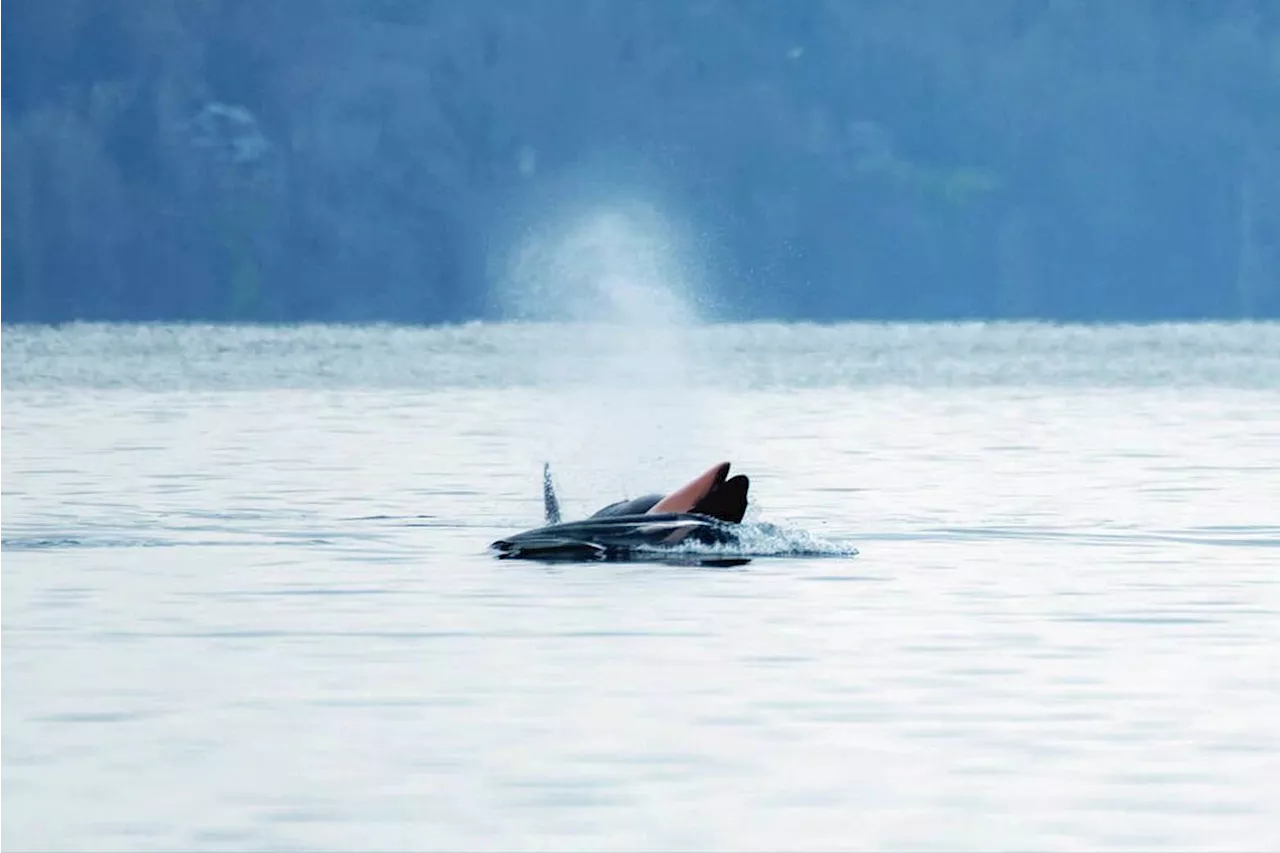 Grieving Killer Whale Mother Carries Dead Calf for 11 Days