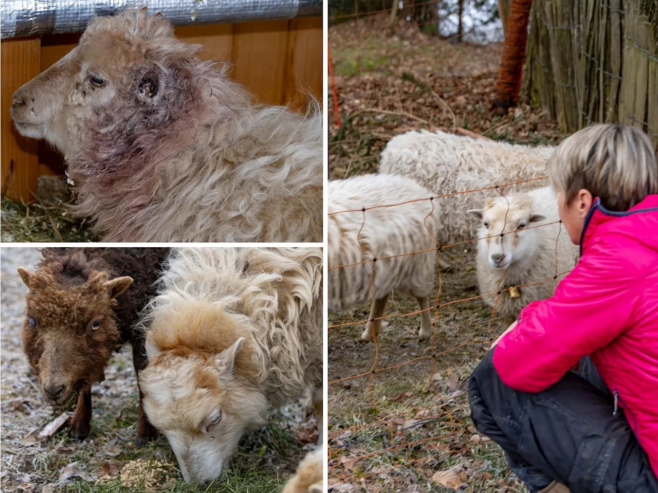 Grausame Attacke auf Zwergschafe: Sabine Dorn besucht ihre Tiere nach dem Schock