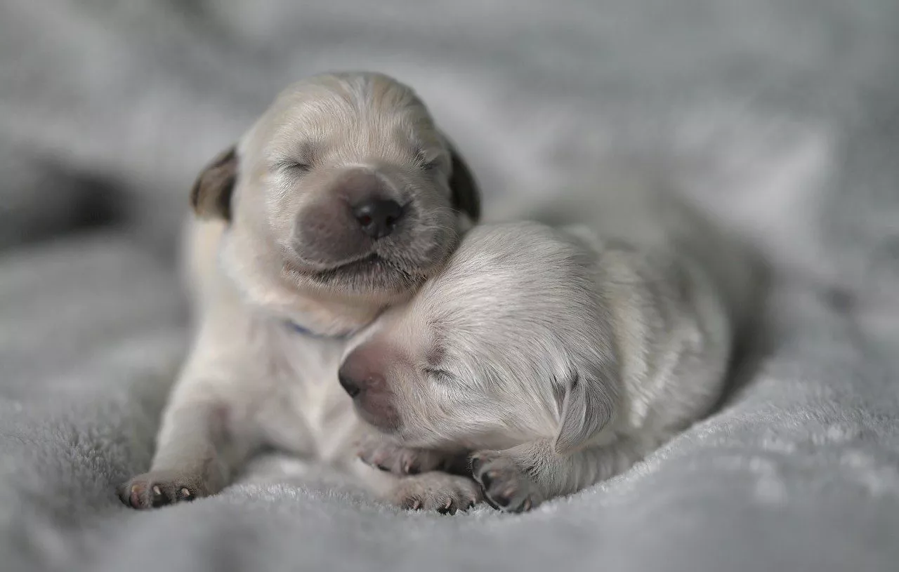 Une Chienne Émouvant Sauve Son Bébé en L'amenant chez un Vétérinaire