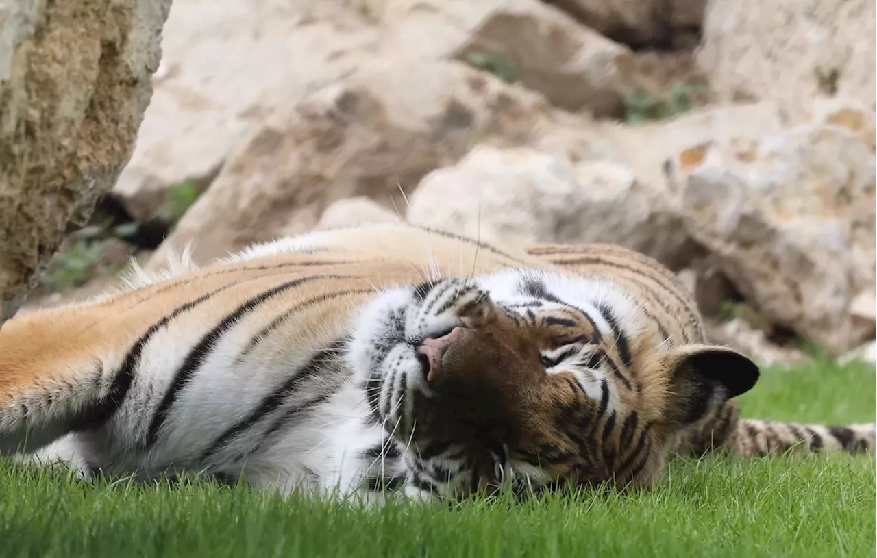 Firmin, le tigre aveugle, doit être opéré des yeux