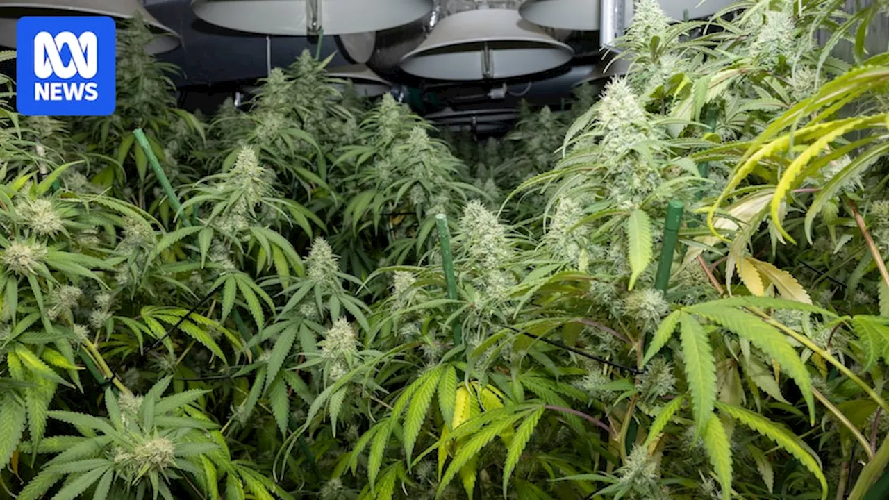 Neighbour gets a 'huge shock' after learning next door's property was an alleged cannabis grow house. Here's how to spot one in your suburb