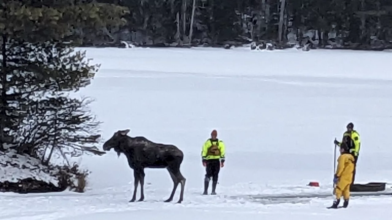 Moose Rescued From Frozen Lake in Adirondacks