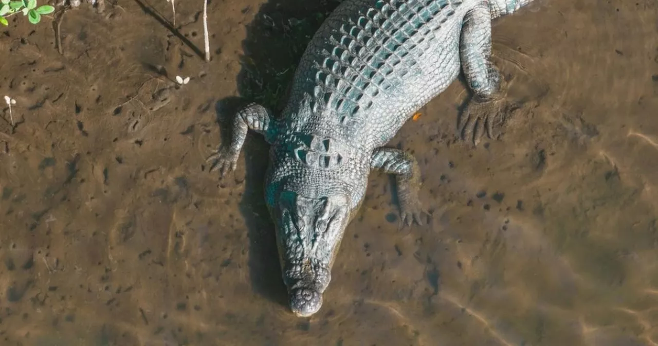 Crocodiles Escape Indonesian Farm, Raise Concerns in Singapore