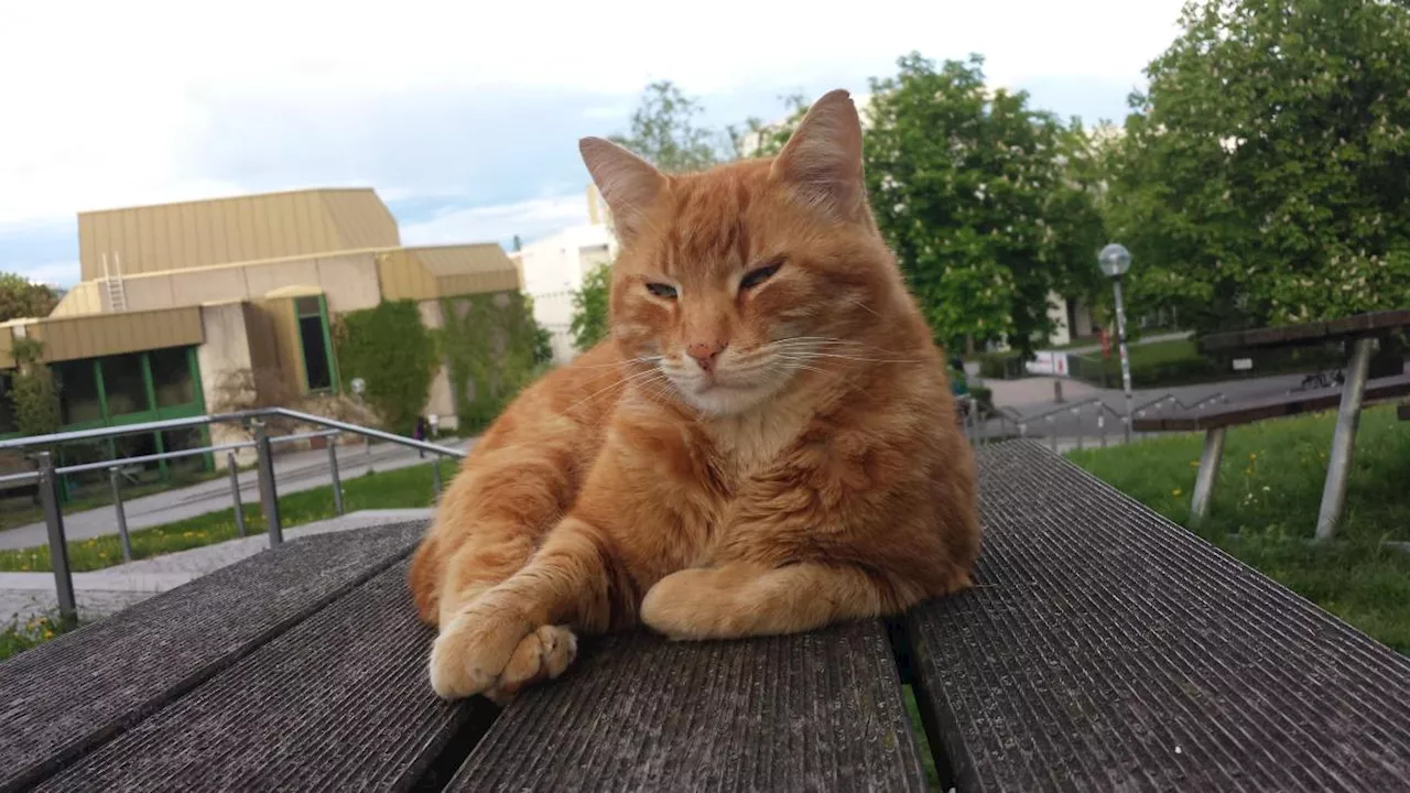 Der Campus Cat wird an der Augsburger Uni doch kein Denkmal gesetzt