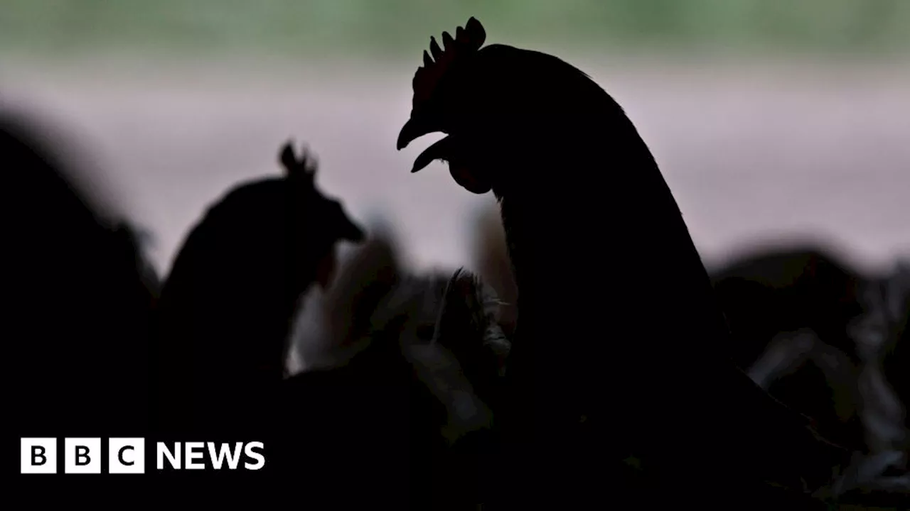 Bird flu case confirmed in East Sussex, poultry culled