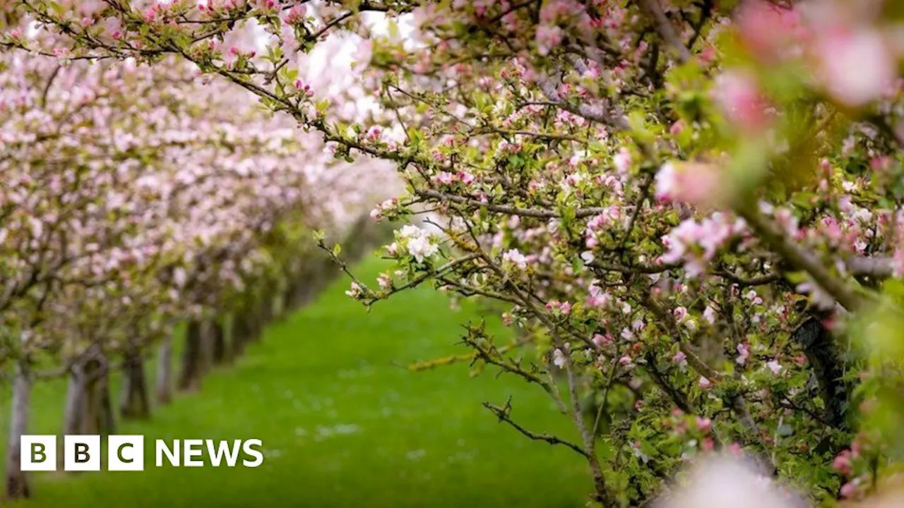 Tree preservation order given to orchard on Cambridge busway route