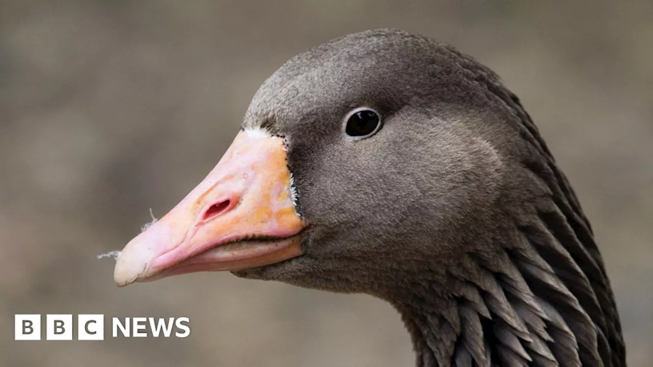 Wild Goose Tests Positive for Avian Influenza in Northern Ireland