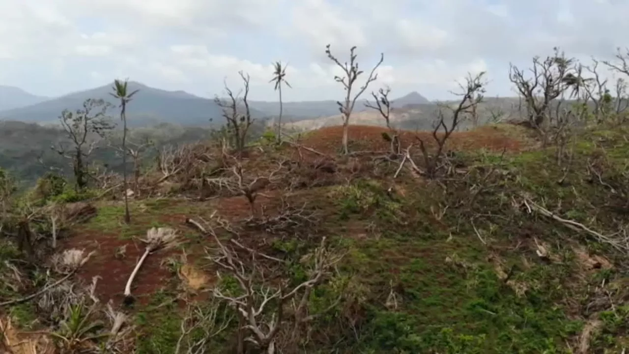 Mayotte: la faune et la flore ravagées après le passage du cyclone Chido