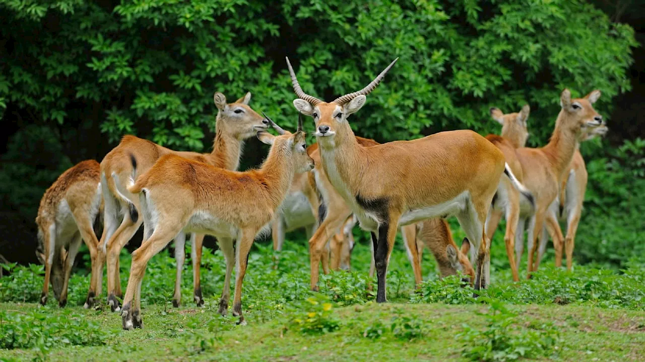 Leipzig: Antilopen in Zoo erschossen und verfüttert