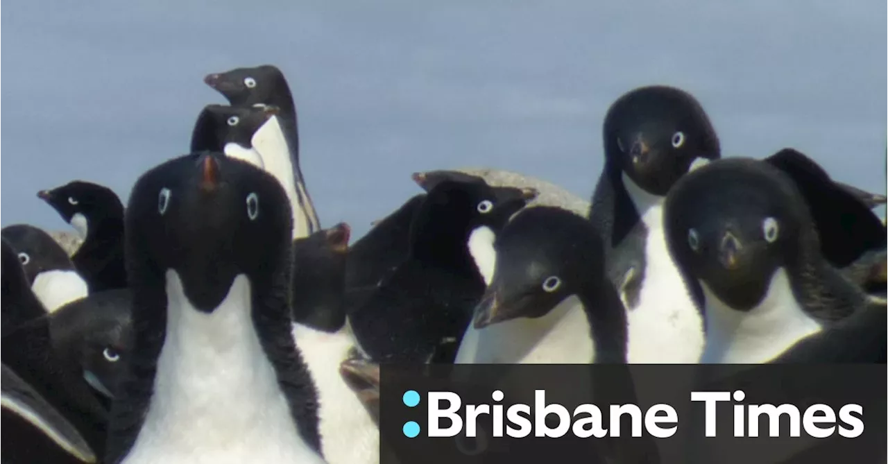 Australia scans the frozen continent for early signs of deadly disease