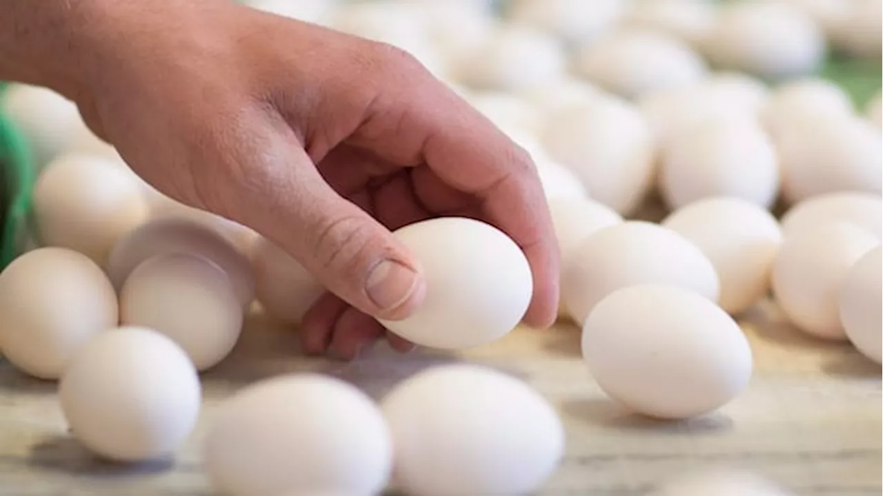 Eggs recalled in multiple provinces over salmonella concerns