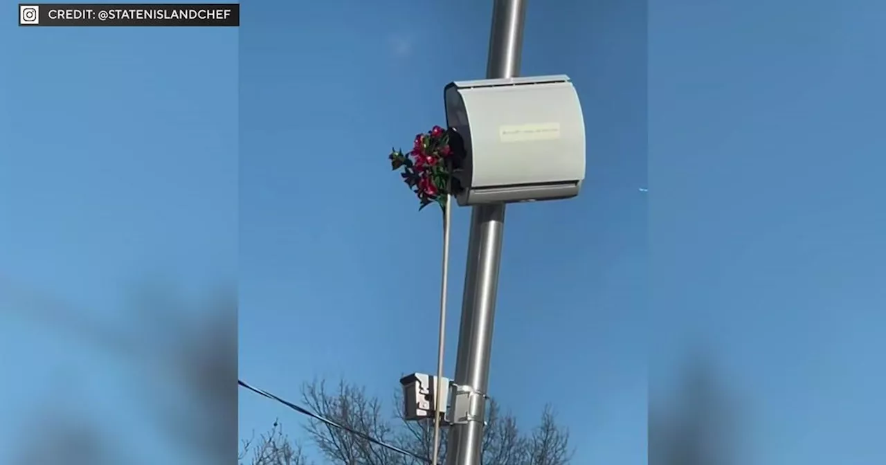 Staten Island Residents Protest Speed Cameras With Fake Flowers