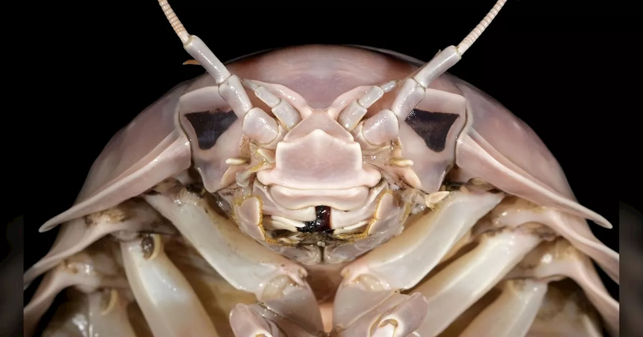 New Deep-Sea Isopod Species Named After Darth Vader