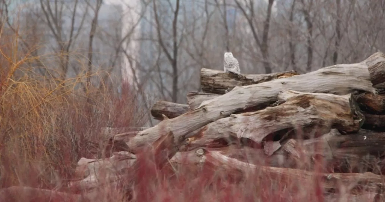 Snowy Owls Spotted in Toronto Park