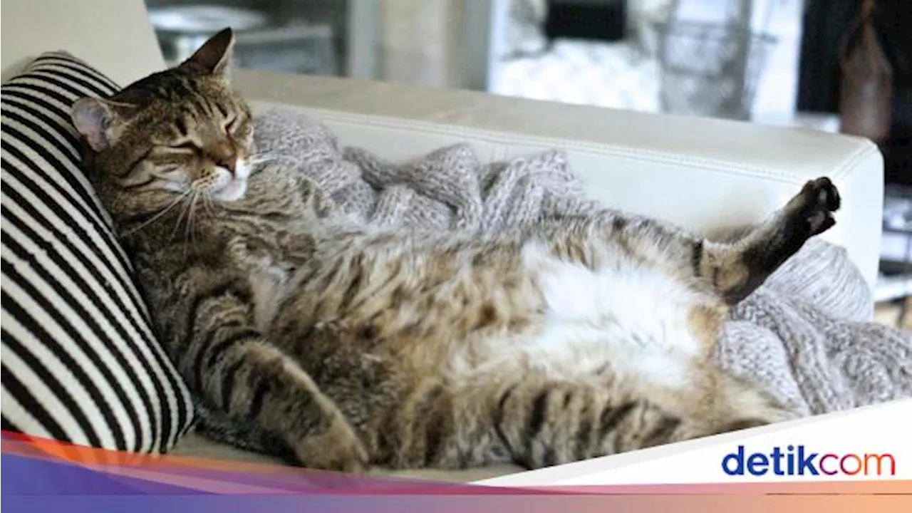 Mengapa Kucing Suka Tidur di Sekitar Pemiliknya?