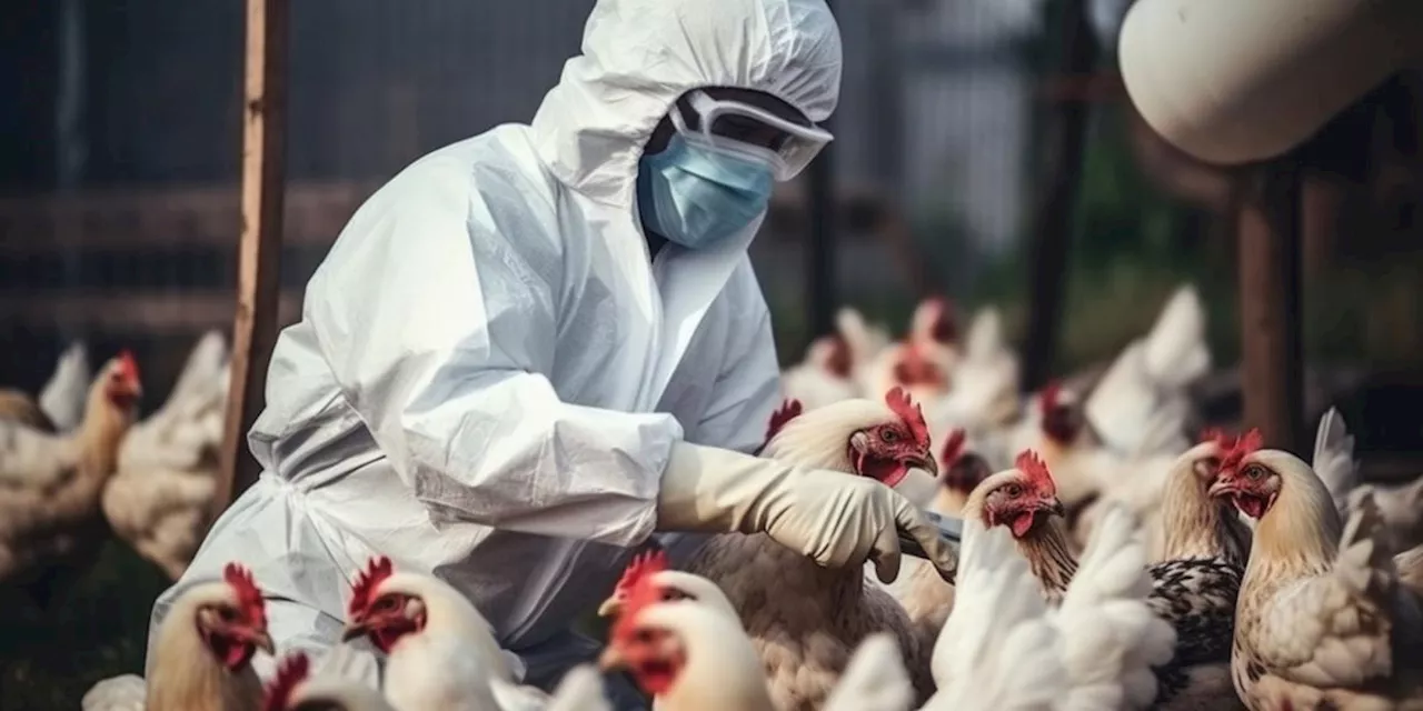 El riesgo de influenza H5N1 en México es bajo, pero la vigilancia es clave