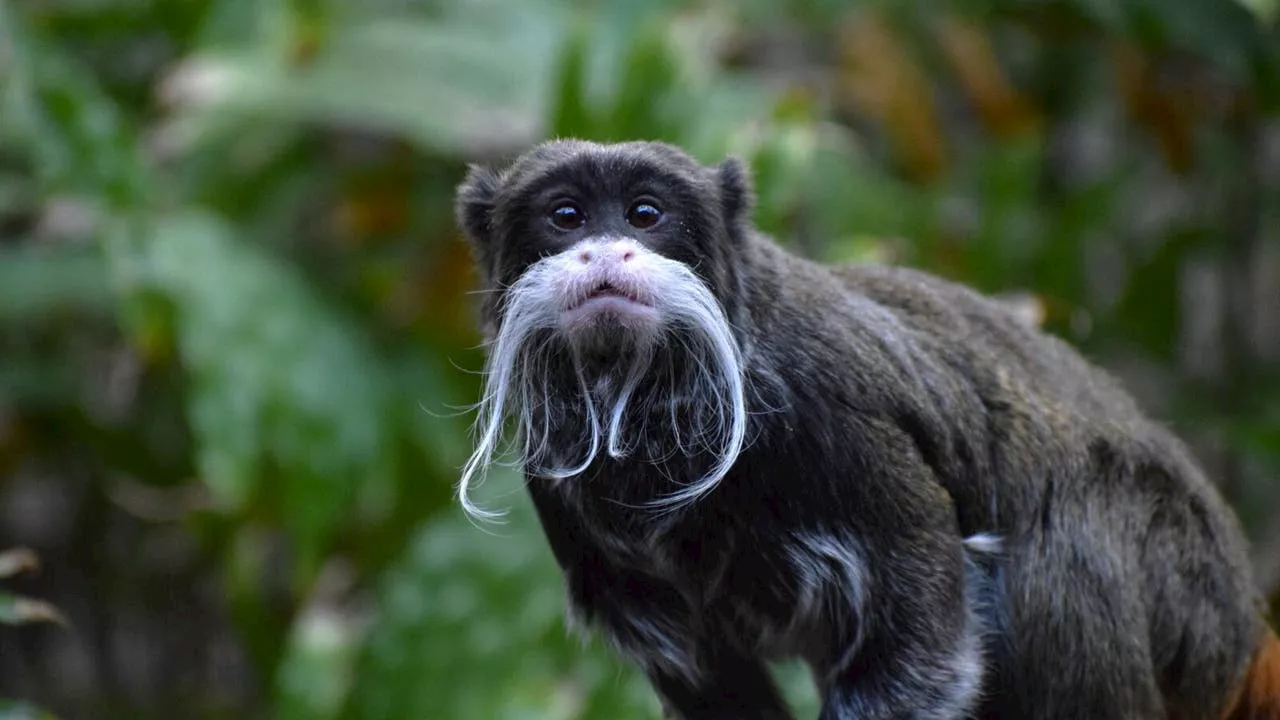 Chicago’s Lincoln Park Zoo welcomes 2 emperor tamarins