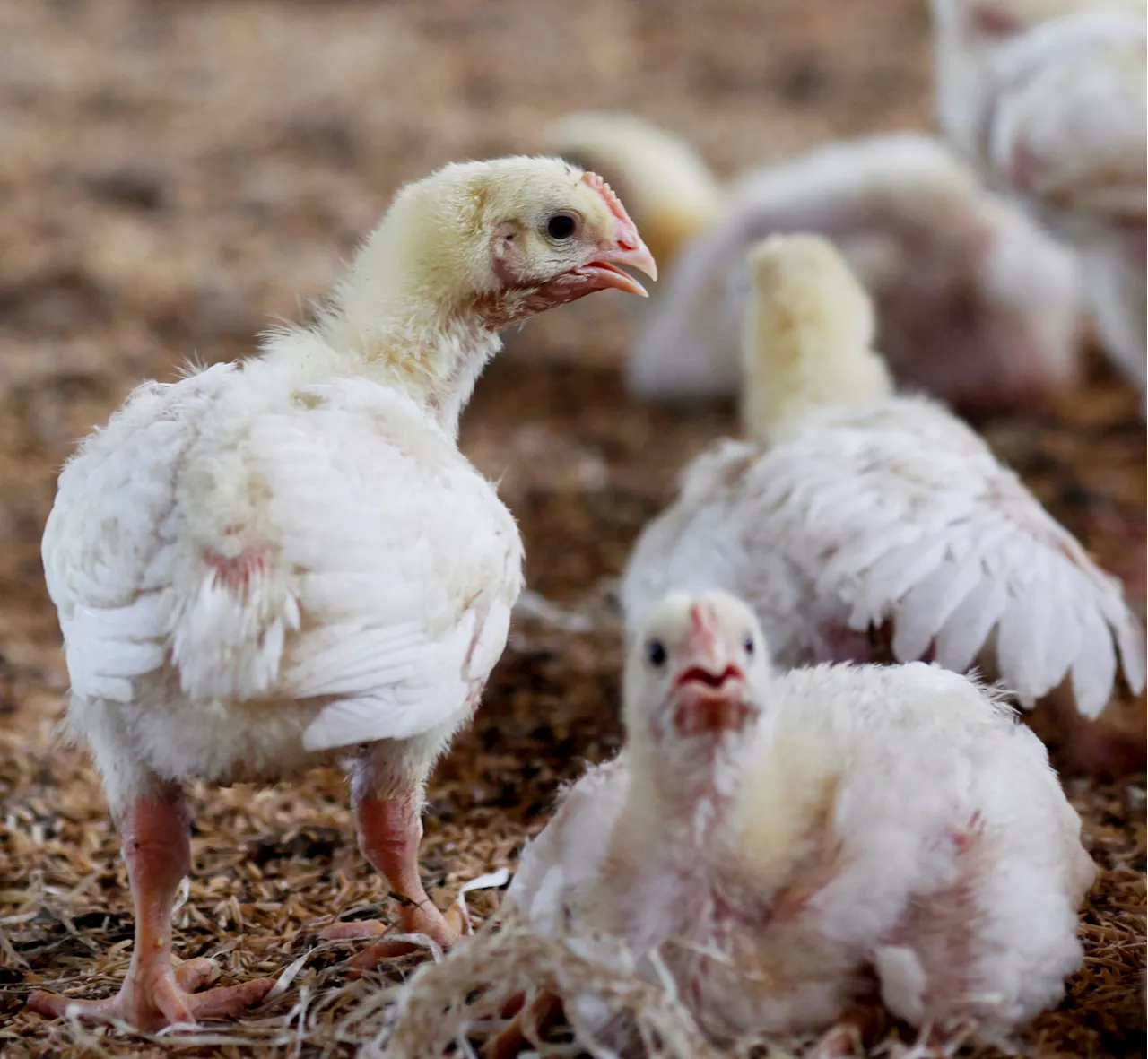 Georgia Confirms First Bird Flu Case in Commercial Poultry