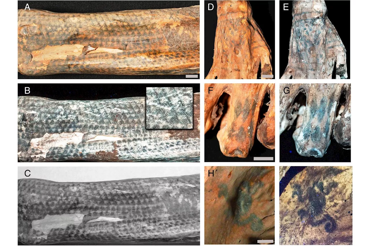 Lasers Expose Stunning Tattoo Art on 1,200-Year-Old Peruvian Mummies