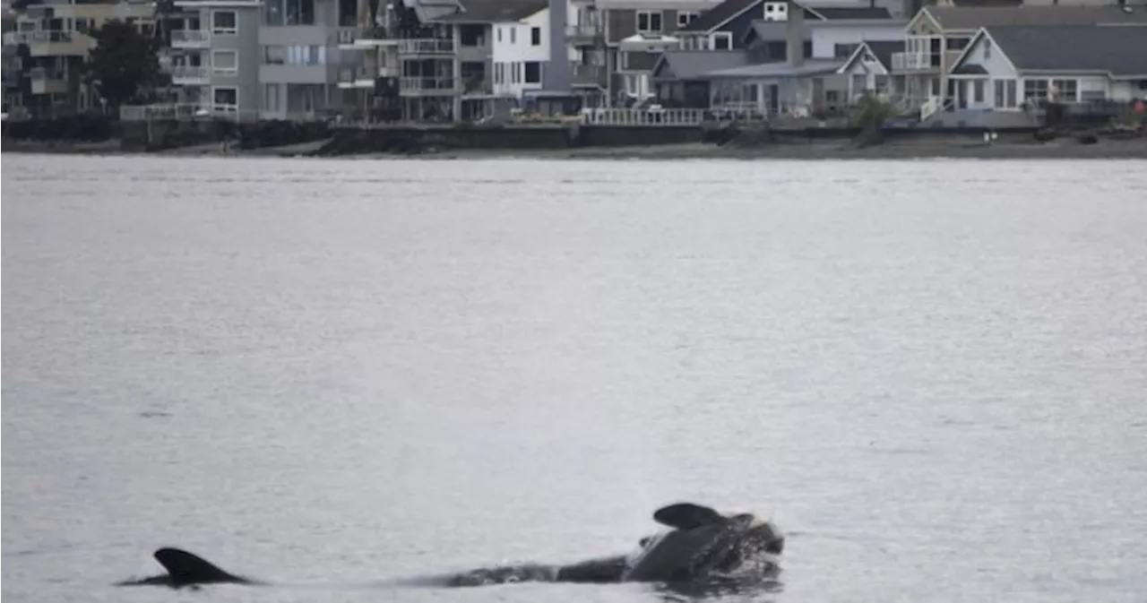 ‘She has lost someone dear’: Professor hopes orca’s ‘grief swim’ spurs ethics rethink