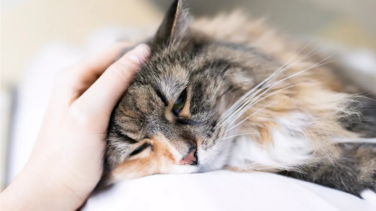 5 Anzeichen, dass deine Katze unglücklich ist