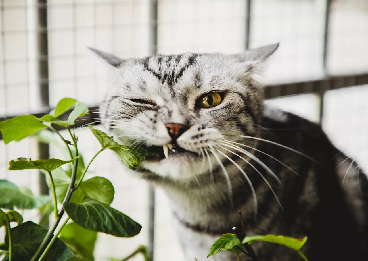 Katzen und Pflanzen: So lebt ihr harmonisch zusammen