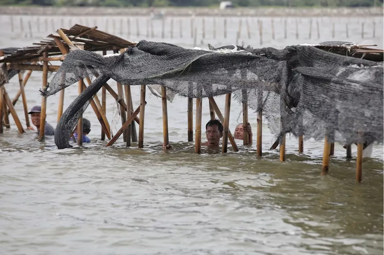 Bongkar Pagar Bambu di Banten, TNI AL dan Nelayan Target Buka Jalur Laut 2 Kilometer