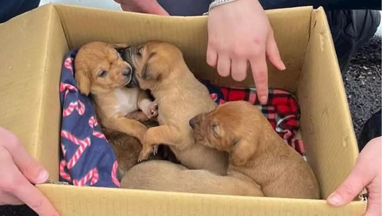 Cinque cuccioli di cane abbandonati in una scatola al freddo, salvati dai Carabinieri Forestali