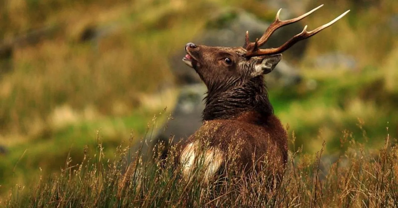 Irish deer populations have become rampant, and the trees are paying a price