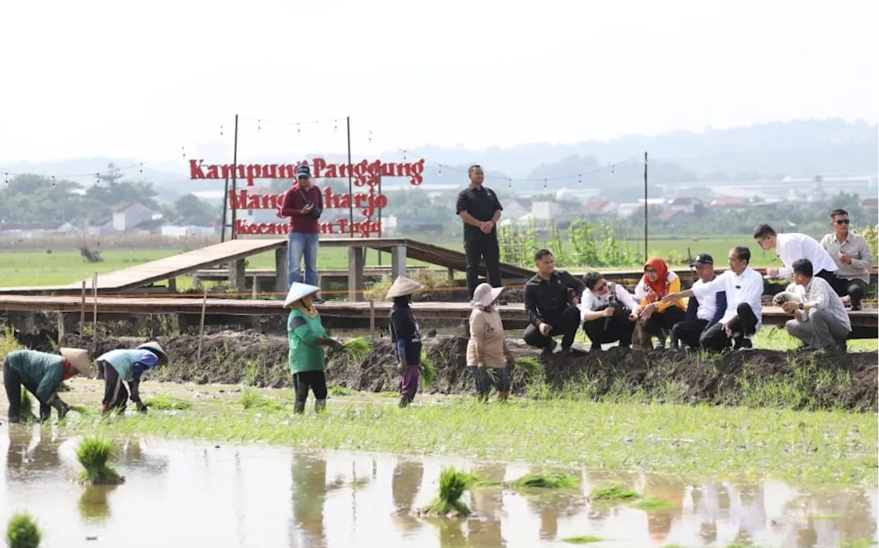 Ketika Jokowi Melihat Padi Biosalin yang Diresmikan Wali Kota Semarang Mbak Ita