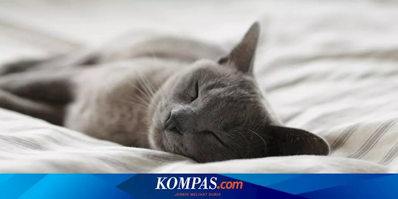 Mengapa Kucing Suka Tidur di Atas Wajah dan Kepala?