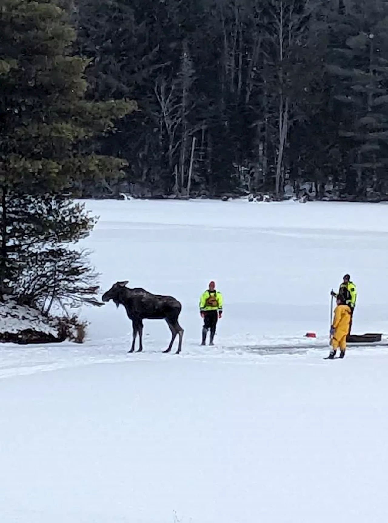 Adirondack Moose Rescued from Icy Waters