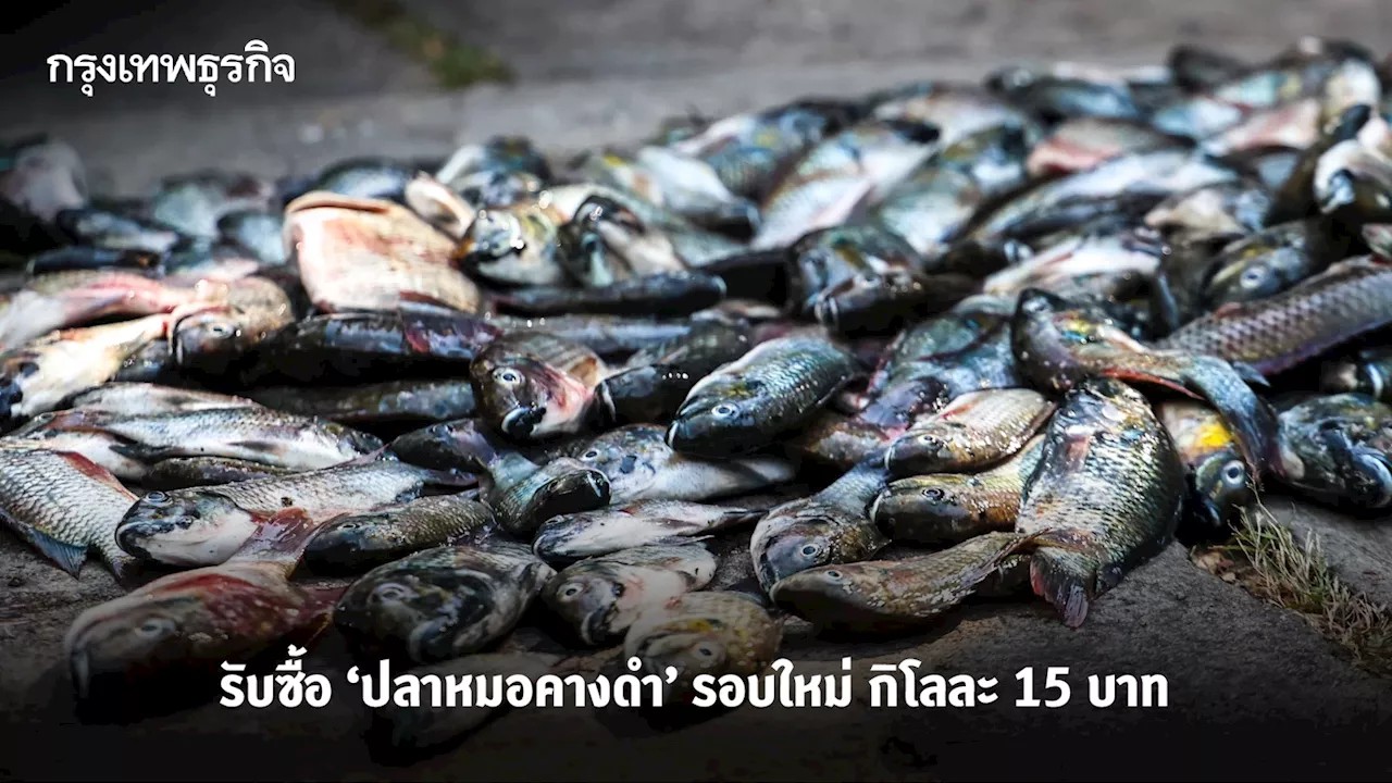 เช็ก! รับซื้อ 'ปลาหมอคางดำ' รอบใหม่ แก้ปัญหาแพร่ระบาด 15 บาท/กก. เริ่ม ก.พ.นี้